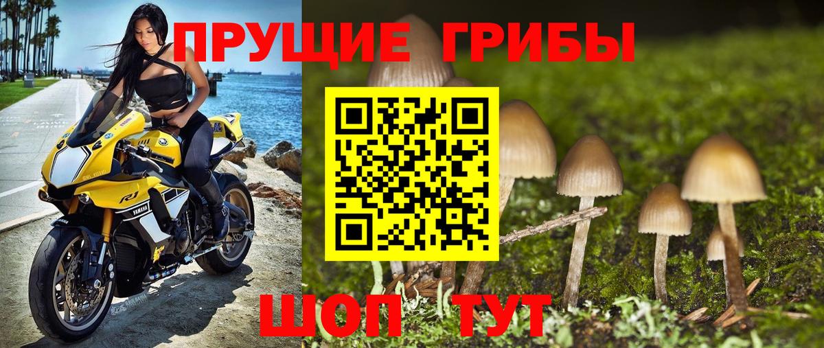 Галлюциногенные грибы Psilocybe Кыштым
